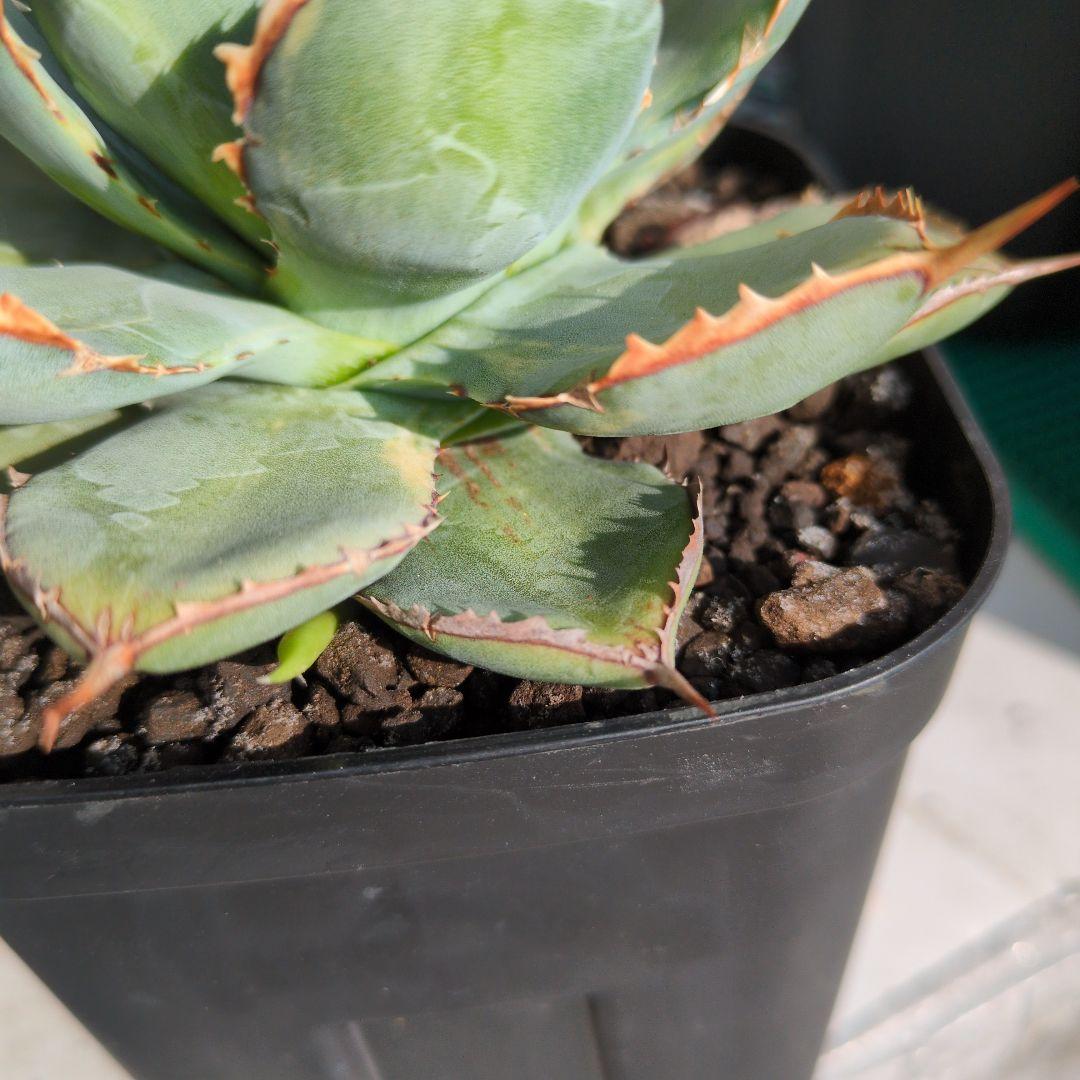 アガベ　ハイブリッド　瀧雷☓甲蟹　縞斑　斑入り　希少　子株付き