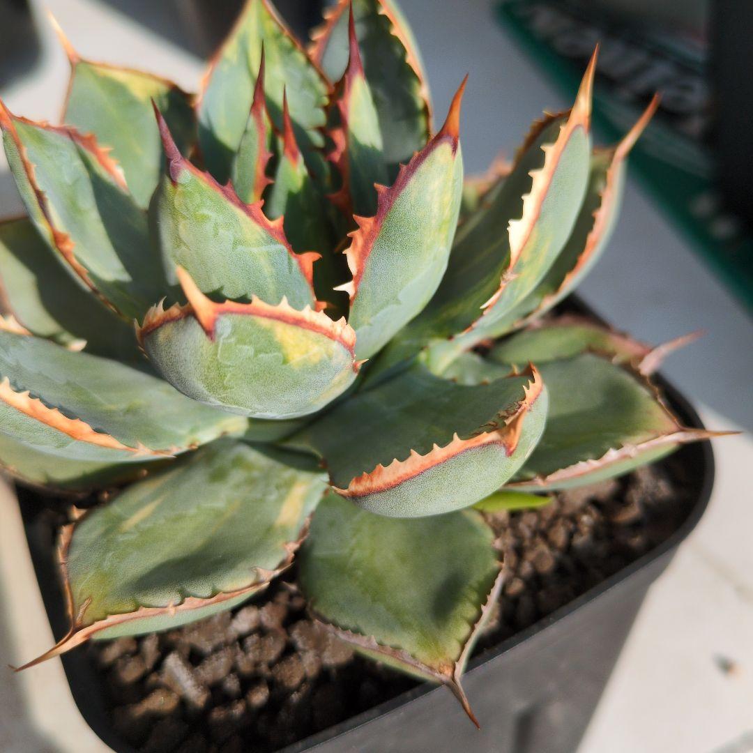 アガベ　ハイブリッド　瀧雷☓甲蟹　縞斑　斑入り　希少　子株付き