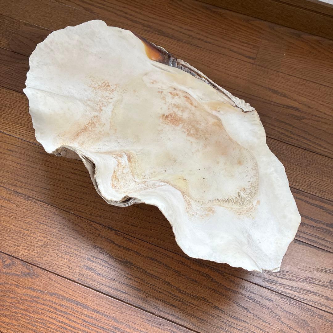オオシャコガイ シャコ貝 約40×25ｃｍ 希少 天然