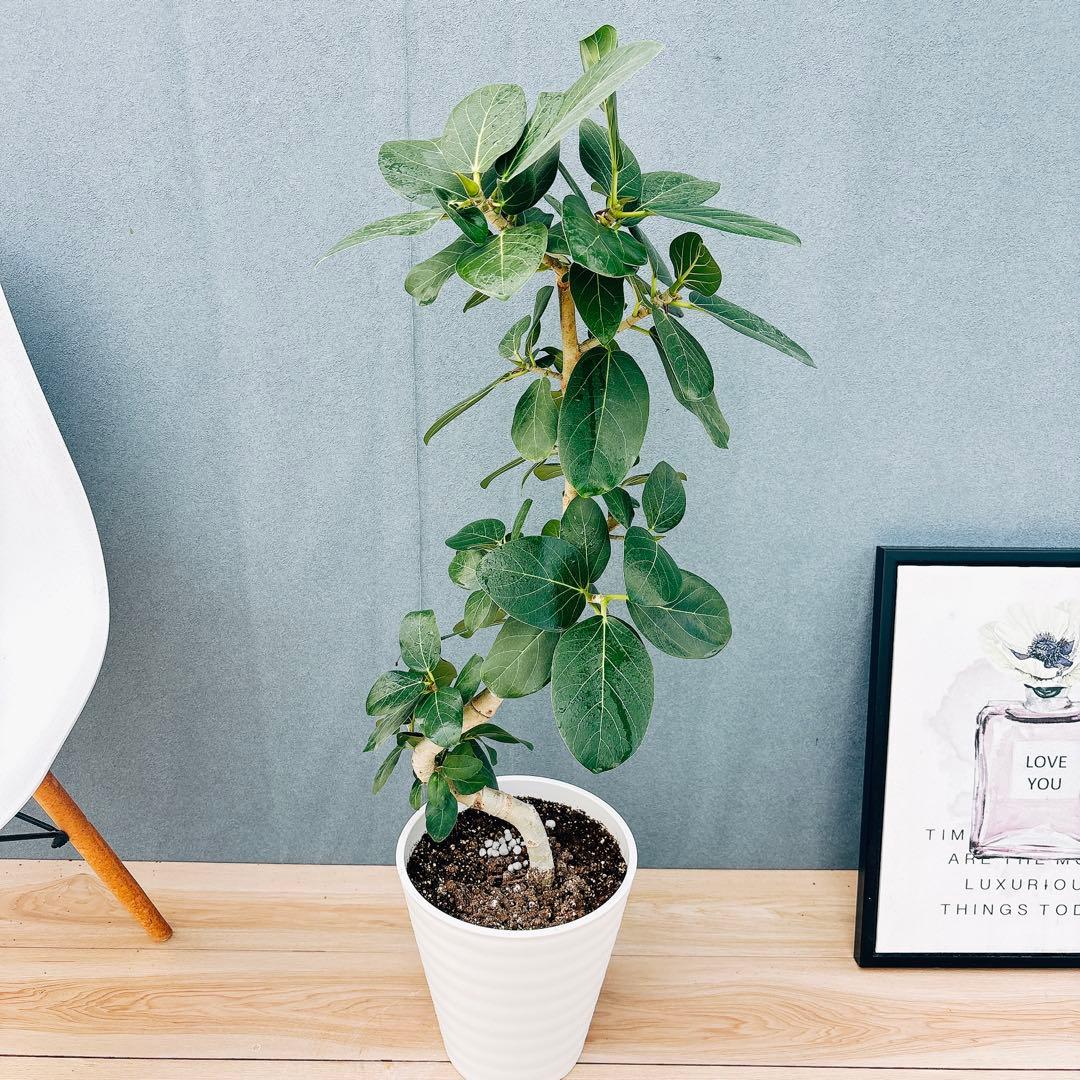 ［現品］99番　フィカスベンガレンシス　曲がり 8号　観葉植物　室内　ゴムの木