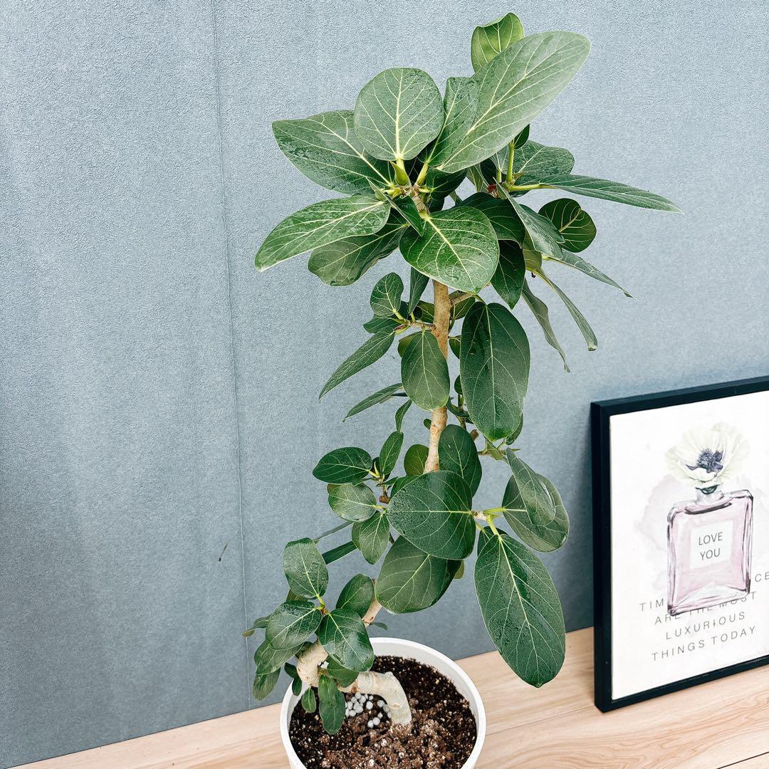 ［現品］99番　フィカスベンガレンシス　曲がり 8号　観葉植物　室内　ゴムの木