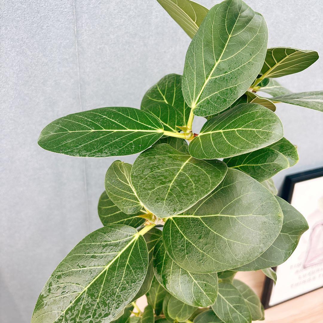 ［現品］99番　フィカスベンガレンシス　曲がり 8号　観葉植物　室内　ゴムの木