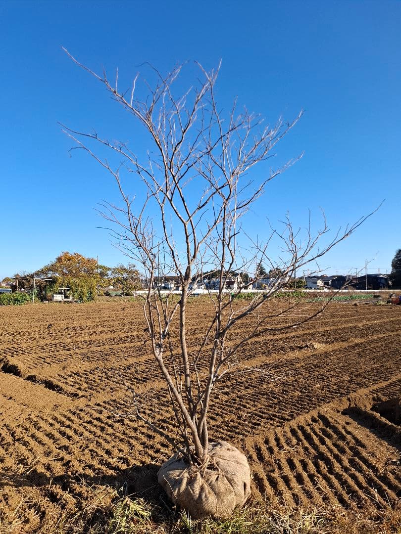 ナツハゼ 雑木 ――アオダモ アオハダ モミジ 山彩り ――