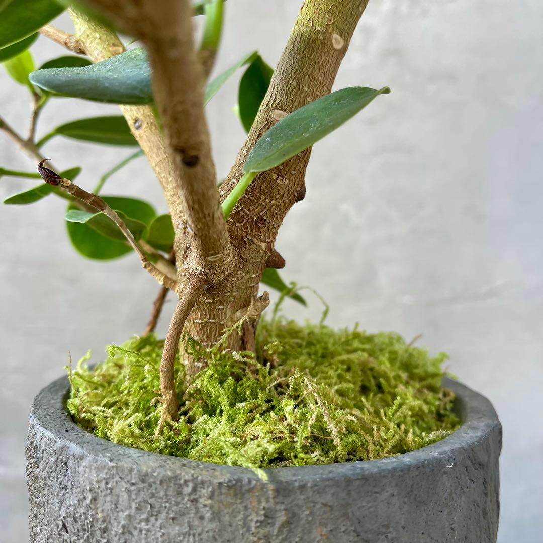 パンダガジュマル　天然苔　盆栽仕立て　陶器鉢　植え込み発送