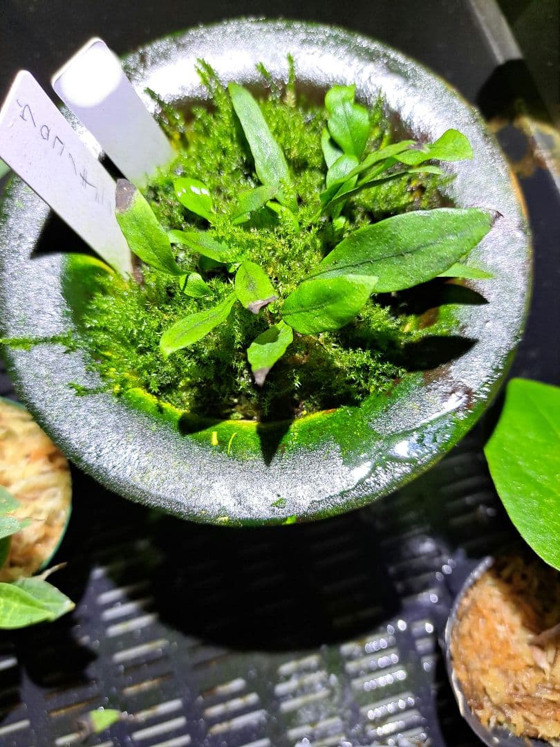 山野草　シダ　ウロコノキシノブ　胞子培養