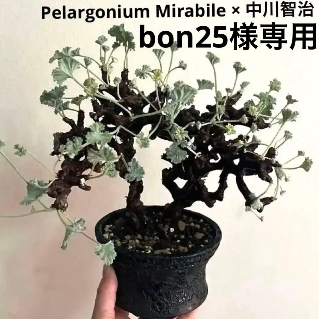 ペラルゴニウム ミラビレ