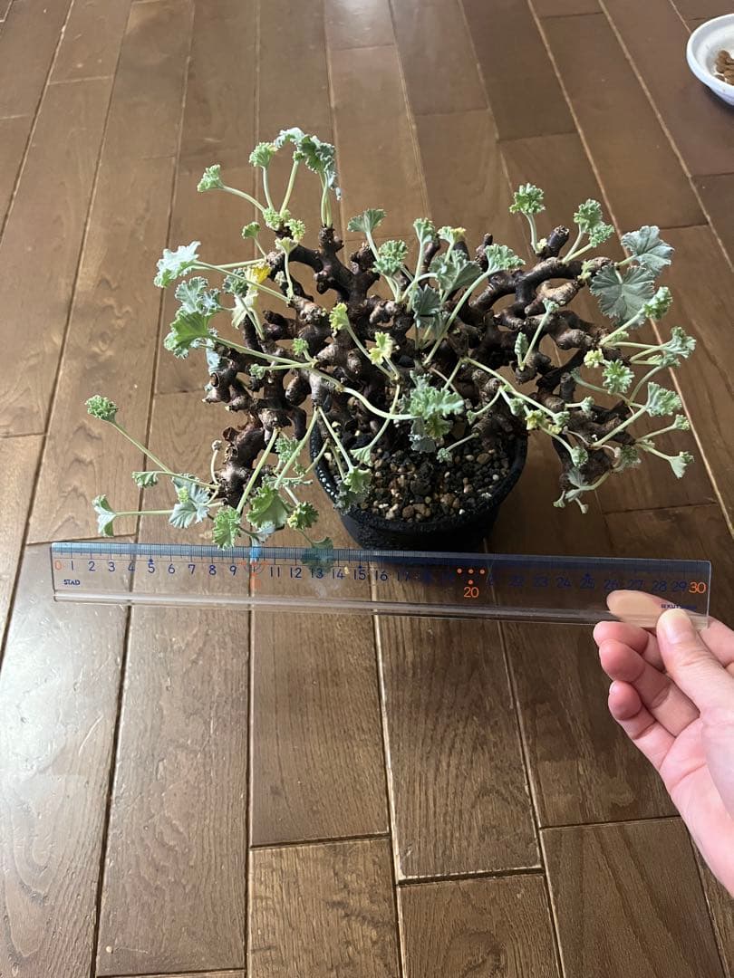 ペラルゴニウム ミラビレ