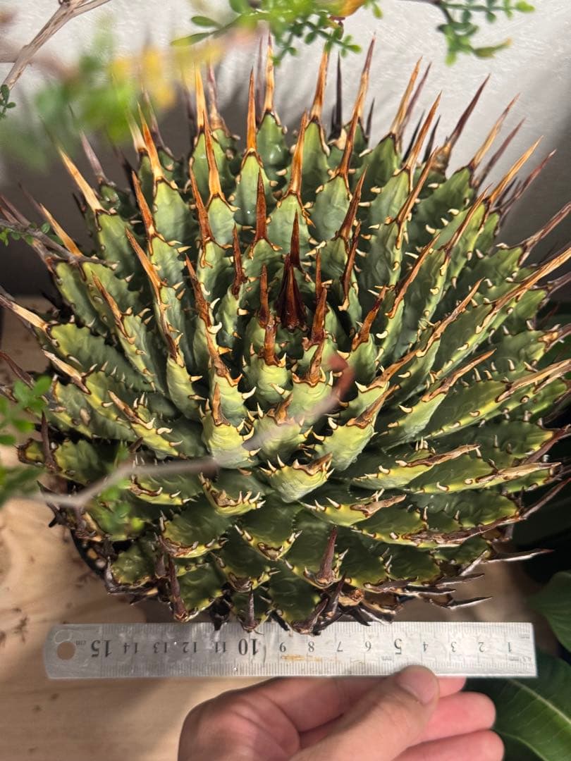 特大　 アガベ　ユタエンシス　エボリスピナ　現地球