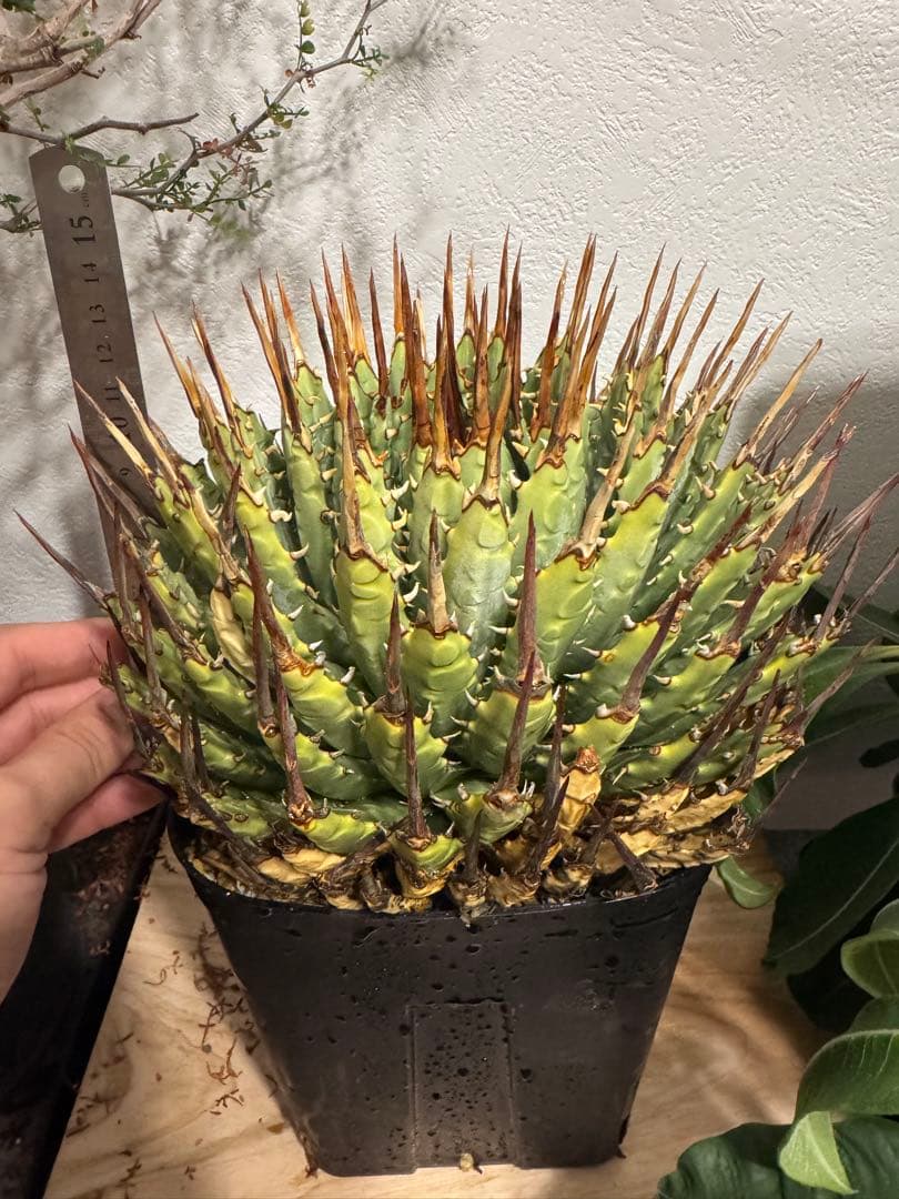 特大　 アガベ　ユタエンシス　エボリスピナ　現地球