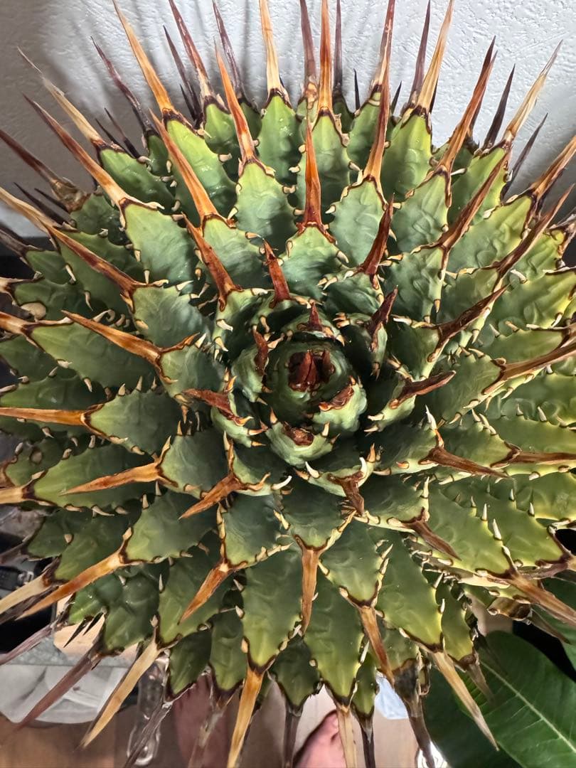 特大　 アガベ　ユタエンシス　エボリスピナ　現地球