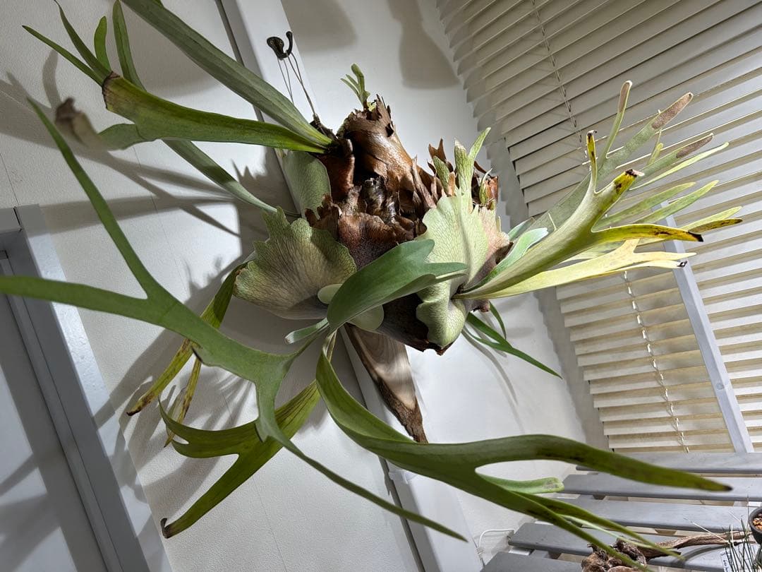 【巨大】ビカクシダ 壁掛け観葉植物