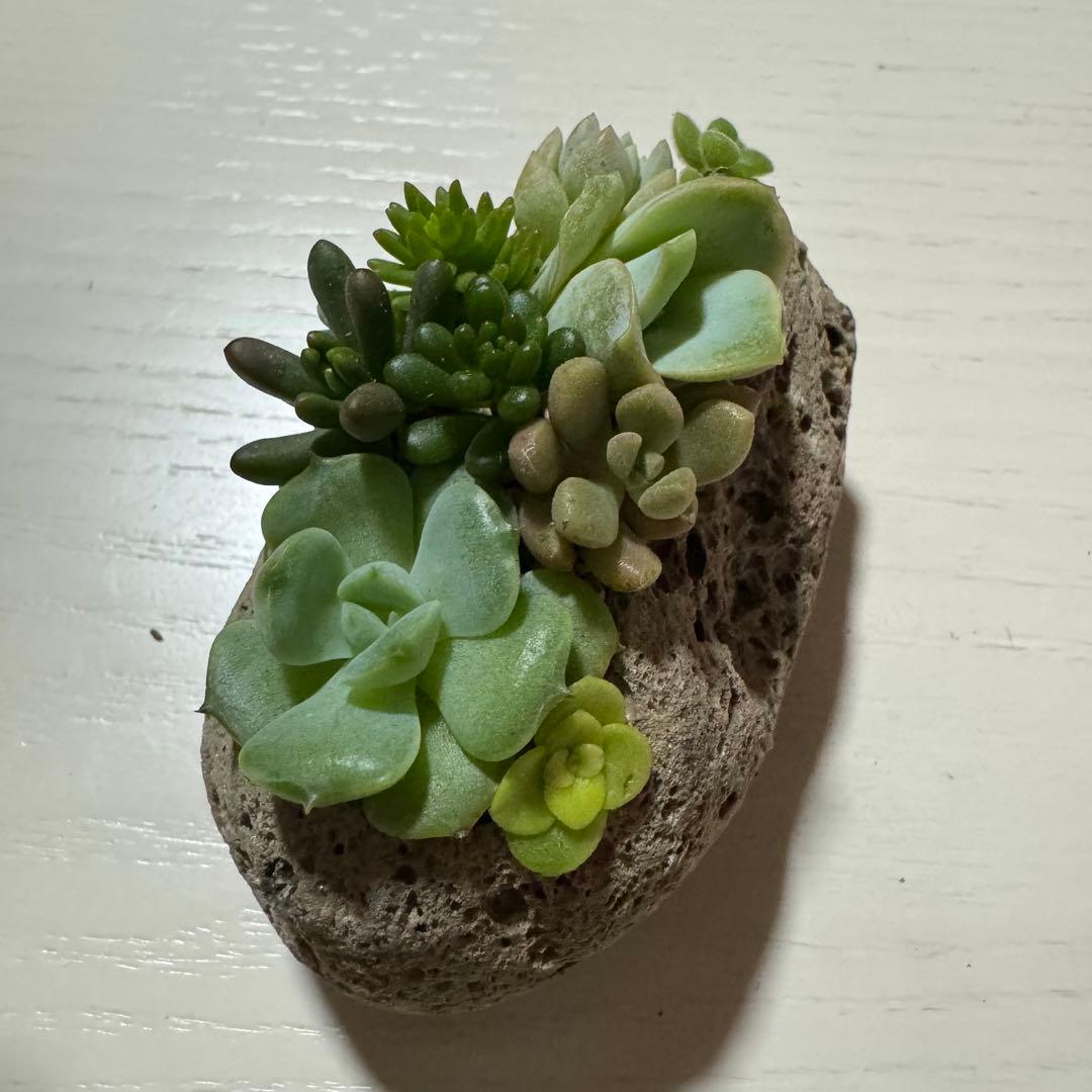 多肉植物 寄せ植え 軽石鉢 エケベリア セダム ラブリーローズ ロックガーデン