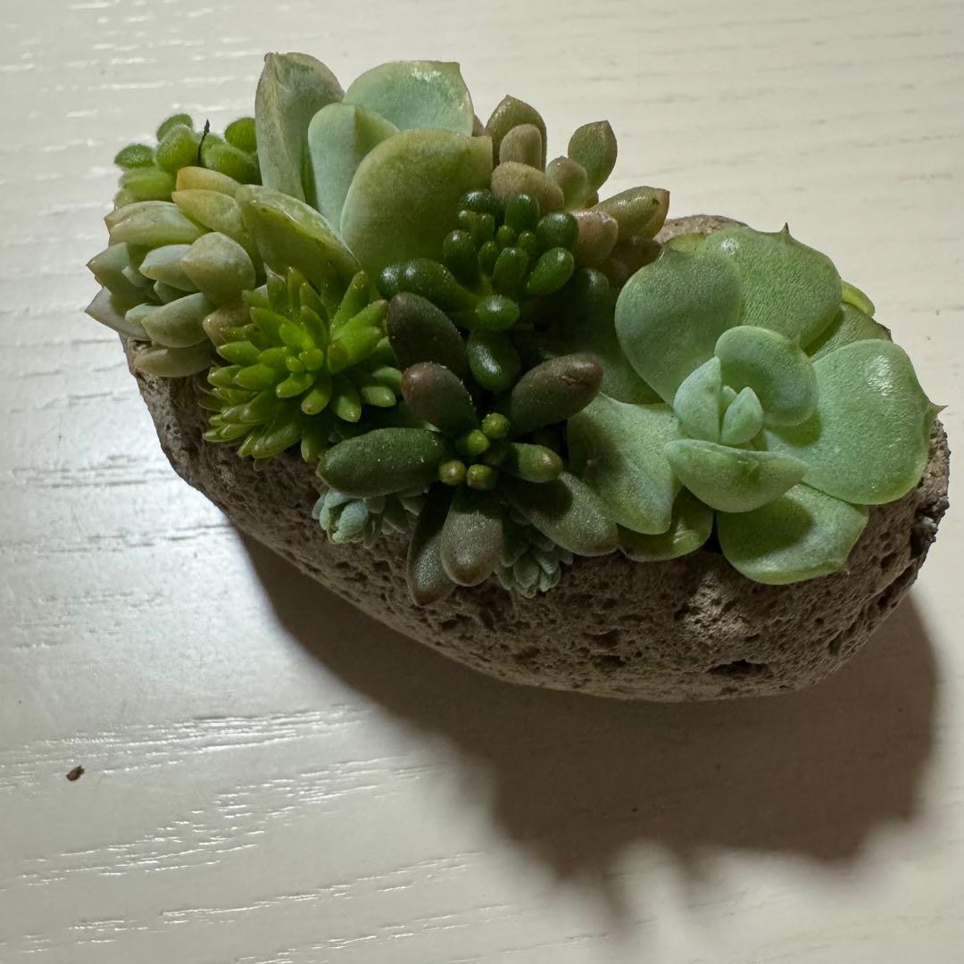 多肉植物 寄せ植え 軽石鉢 エケベリア セダム ラブリーローズ ロックガーデン