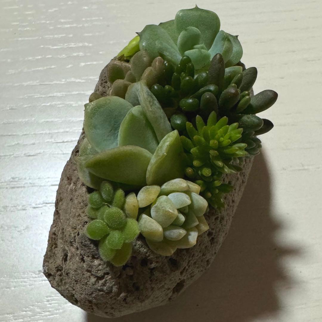 多肉植物 寄せ植え 軽石鉢 エケベリア セダム ラブリーローズ ロックガーデン