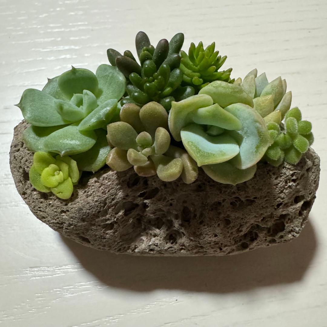 多肉植物 寄せ植え 軽石鉢 エケベリア セダム ラブリーローズ ロックガーデン