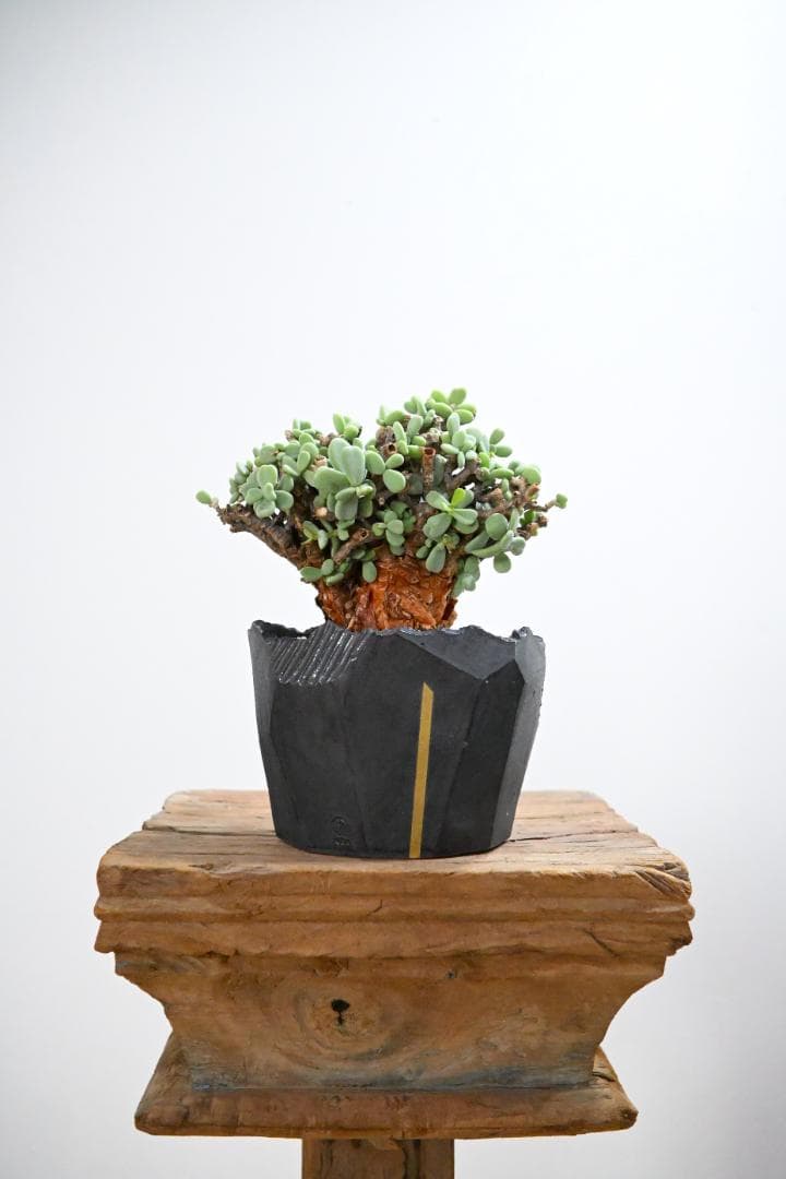 Ceraria pygmaea×N/OH　ケラリア ピグマエア　コレクション株