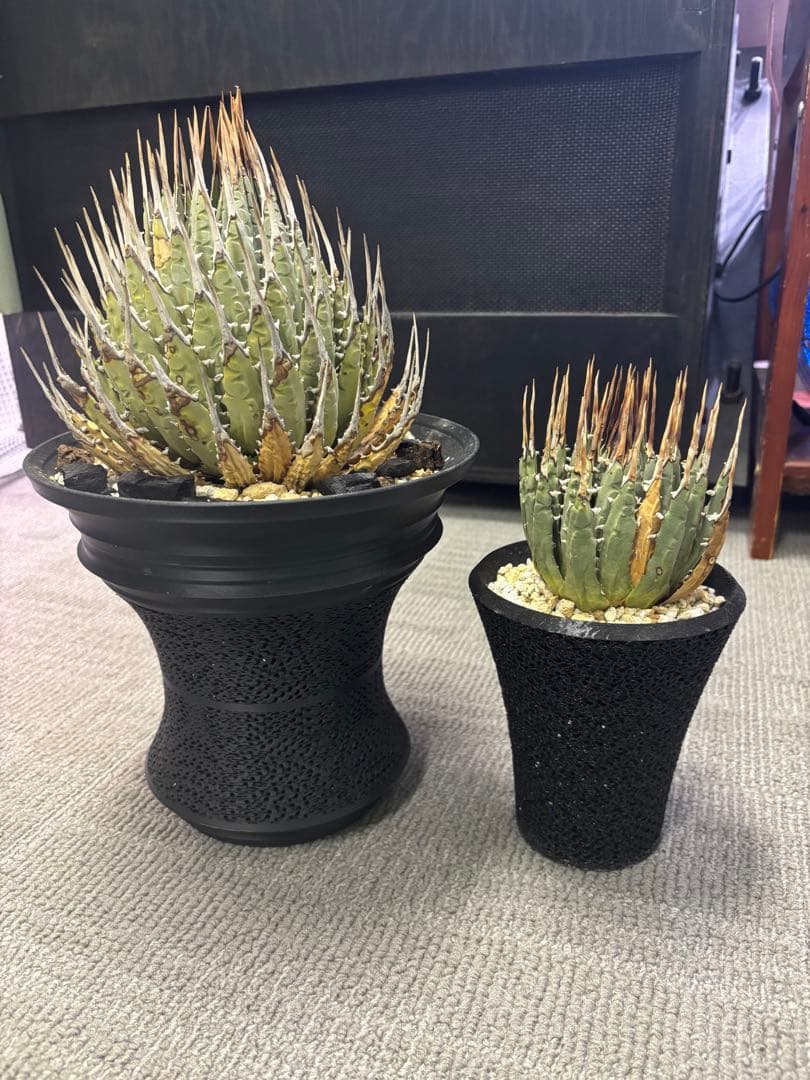 エボリスピナ　左の現地株　発根済み