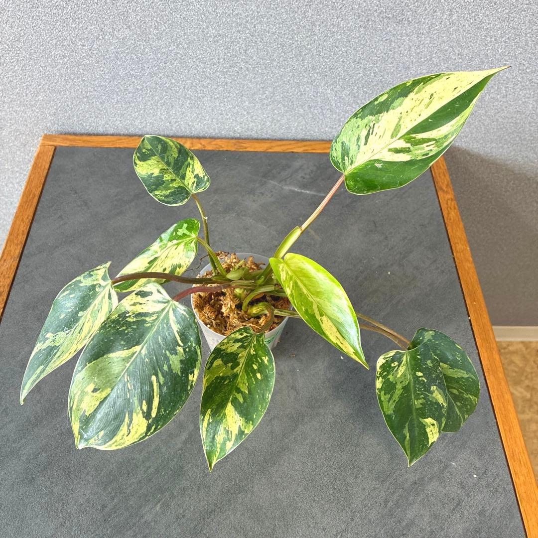 超希少❗️美斑❗️フィロデンドロン　エメラルドクイーン　斑入り✨