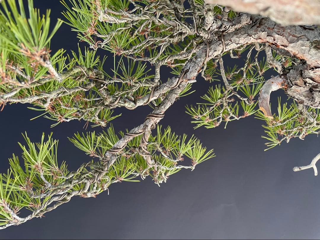 白木盆栽園　山採り　大品赤松　横幅95センチ　盆栽黒松赤松五葉松真柏観葉植物