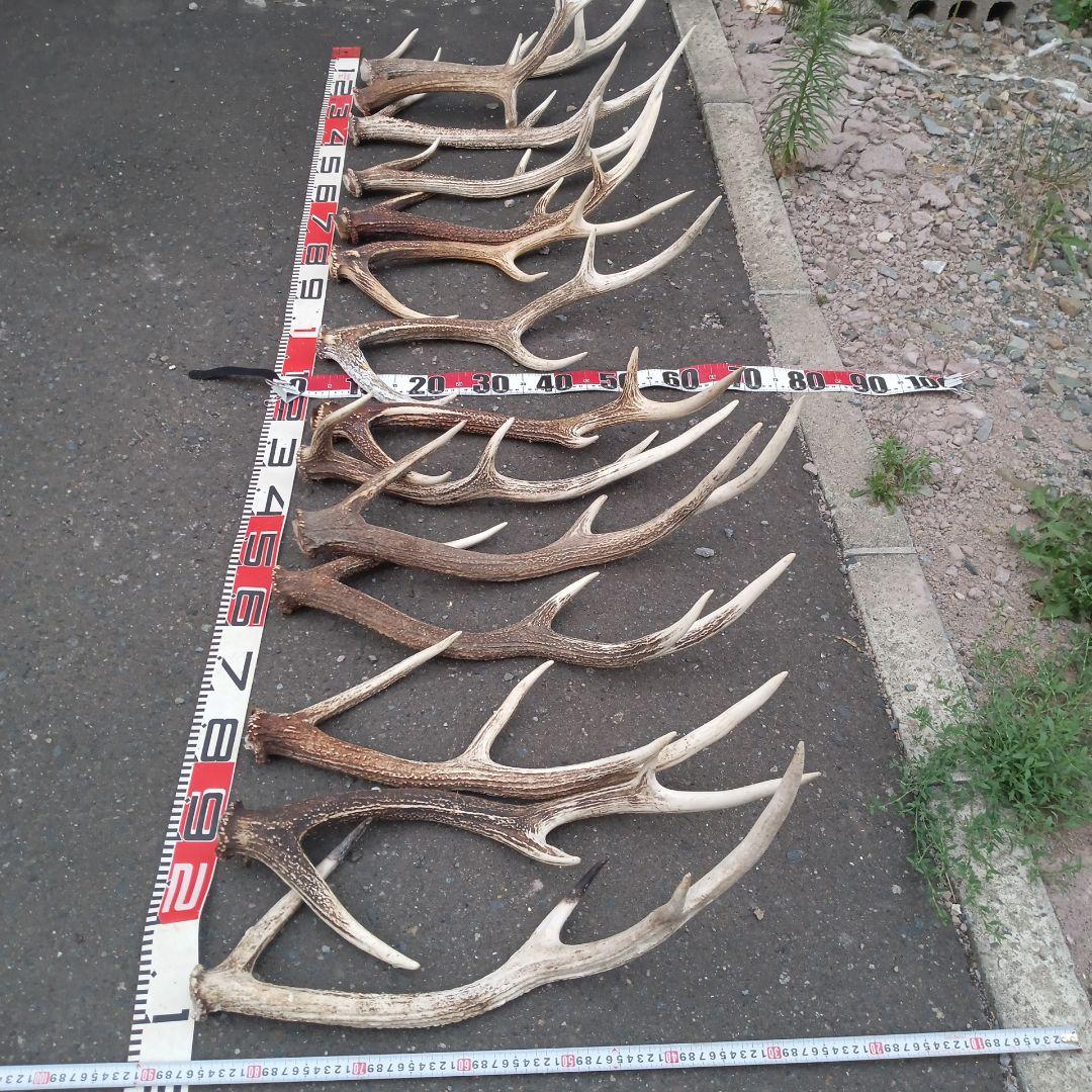 ク*ト様 天然蝦夷鹿の角、犬のおもちゃ 工芸品などにどうぞ、１２番