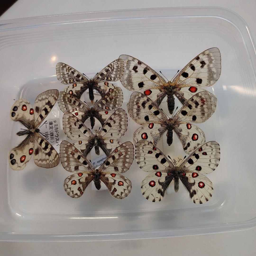 パルナシウス「5種」8頭