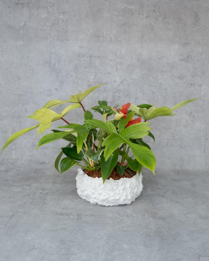 サトイモ科3種_paradise