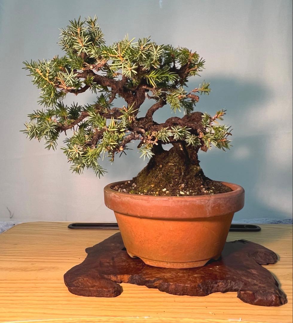 杜松　古木　変わり木