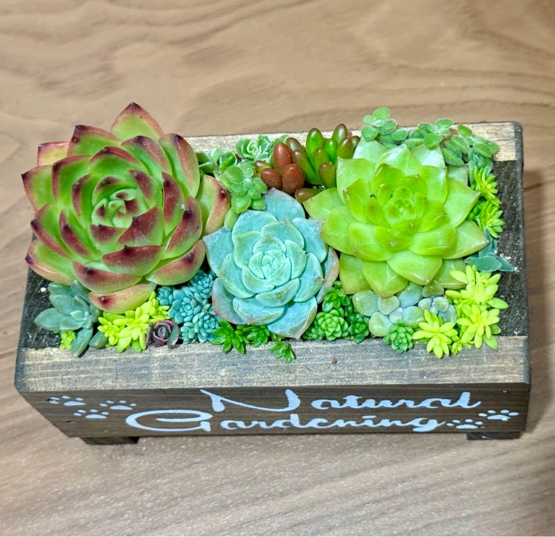 多肉植物 寄せ植え 木箱 ちまちま寄せ ステンシル オリジナル 虹の玉