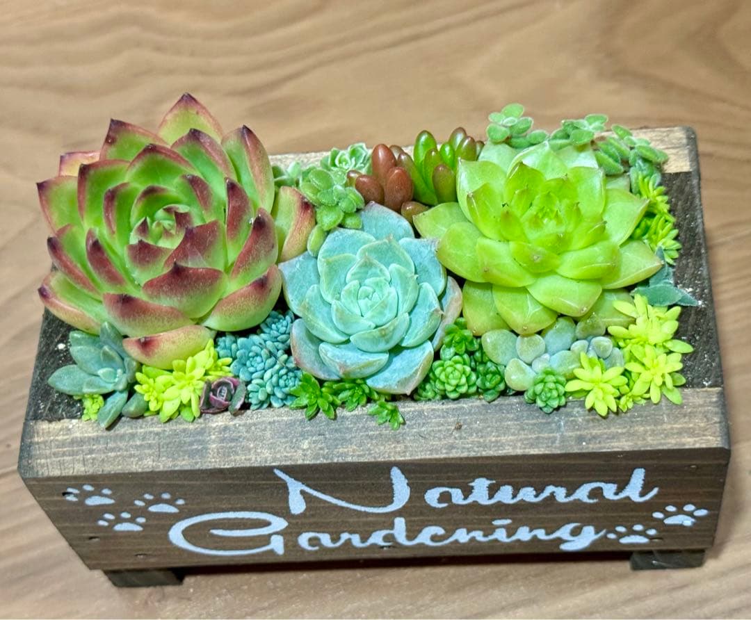 多肉植物 寄せ植え 木箱 ちまちま寄せ ステンシル オリジナル 虹の玉