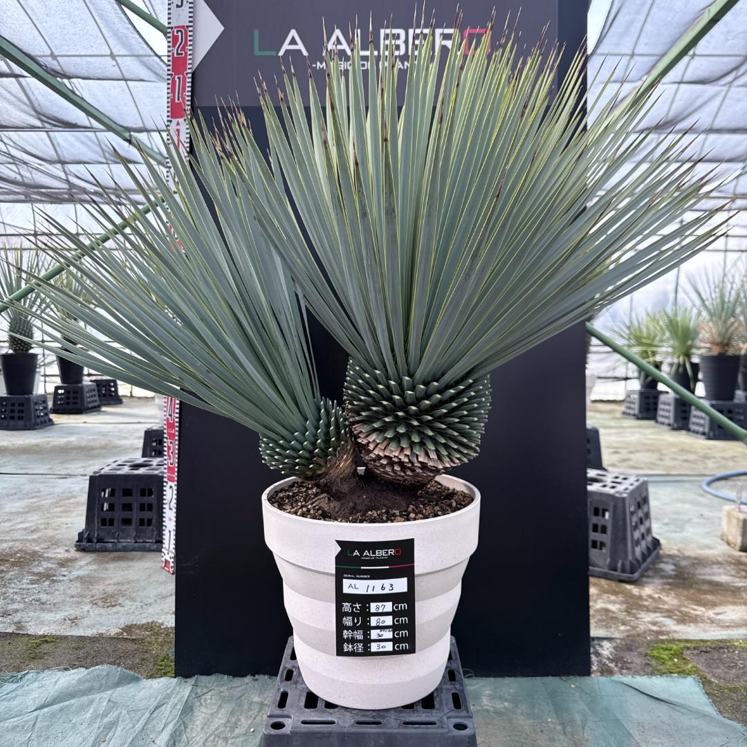 【AL1163】ユッカ　ロストラータ