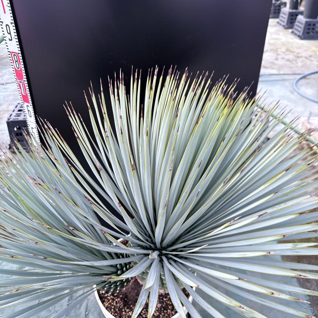 【AL1163】ユッカ　ロストラータ