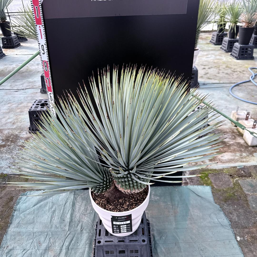 【AL1163】ユッカ　ロストラータ