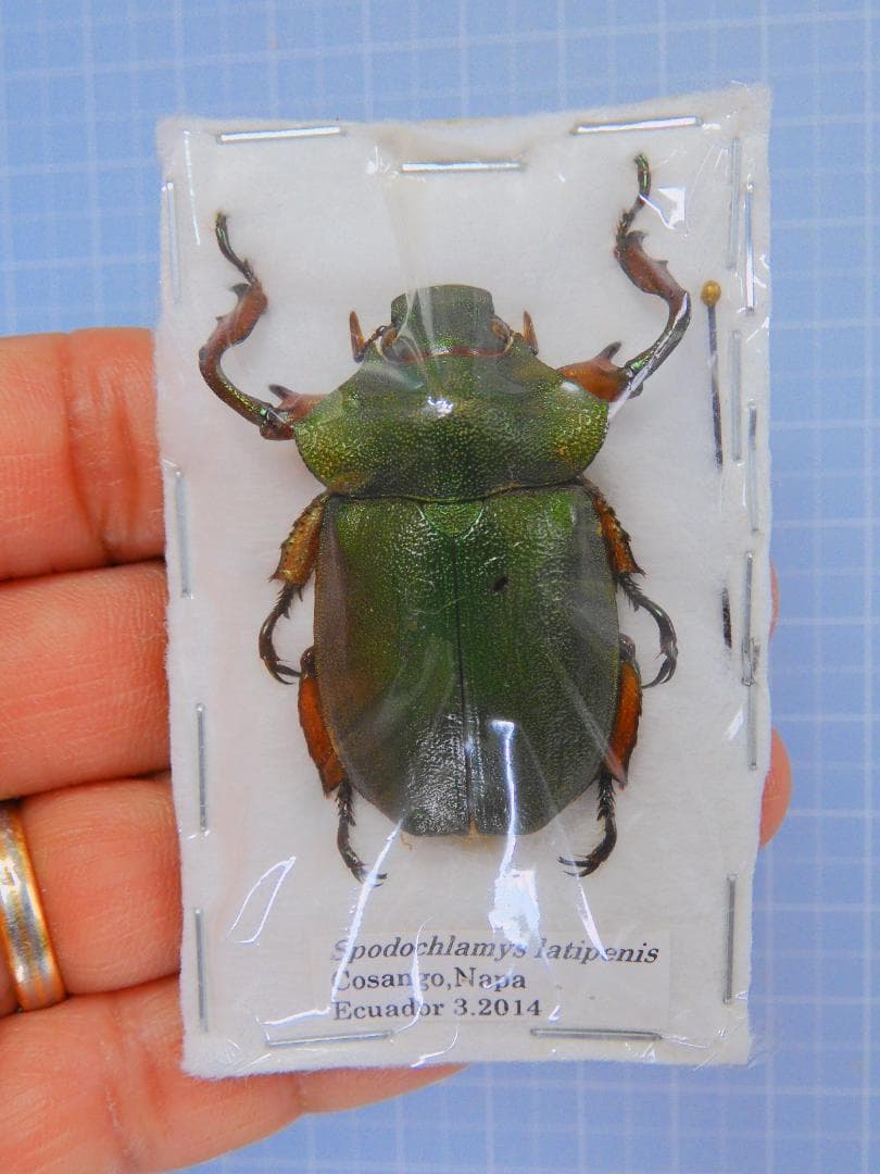 エクアドル産 ラティペニステナガスジコガネ　38mm