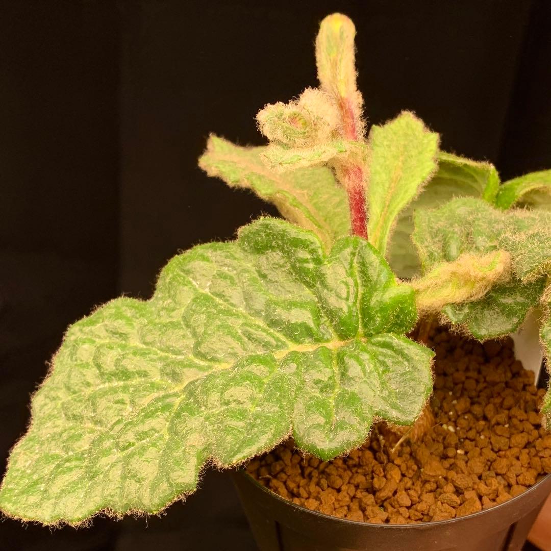花芽付レア！　オトンナ ヘテロフィラ　ブルボーサ　多肉植物　塊根植物　実生