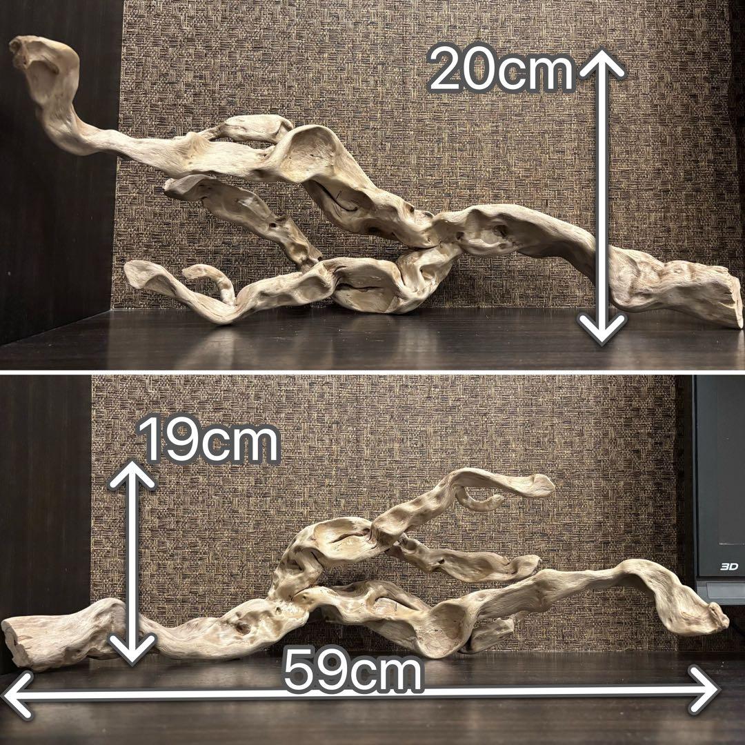 流木 うねうね系ロング　59cm