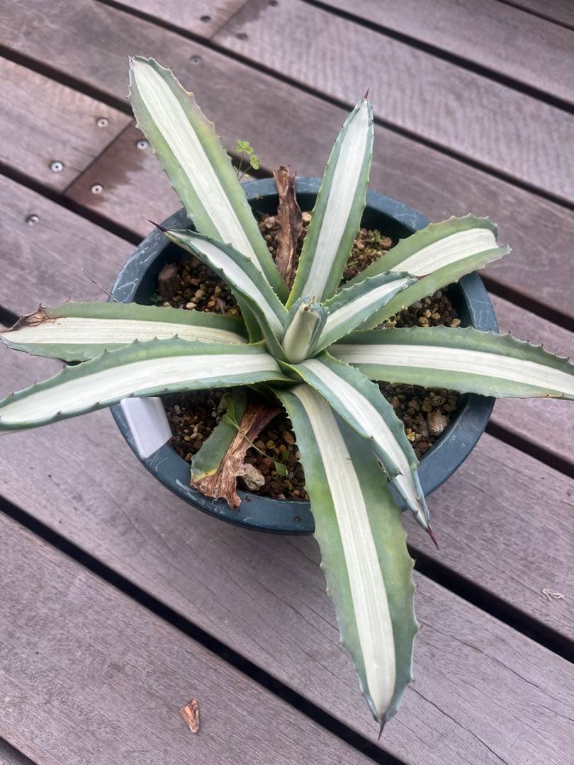 アメリカーナメディオピクタ　アルバ　華厳　ドワーフ