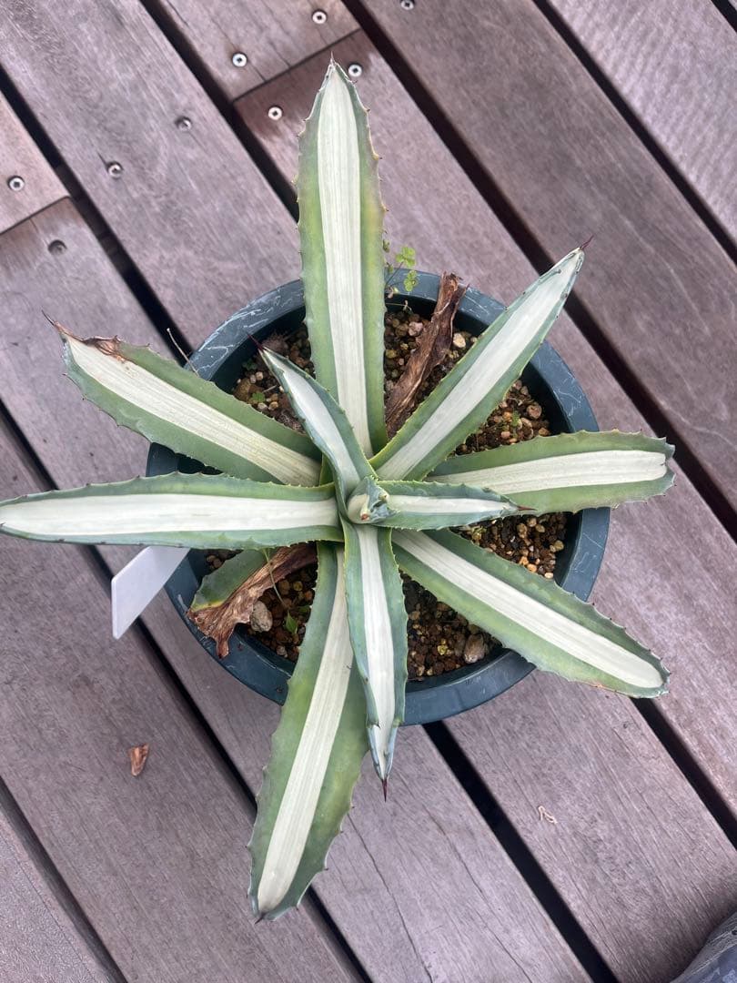 アメリカーナメディオピクタ　アルバ　華厳　ドワーフ