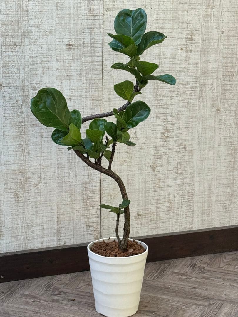 ☆ フィカス バンビーノ♪ 105cm 曲がり仕立て♪