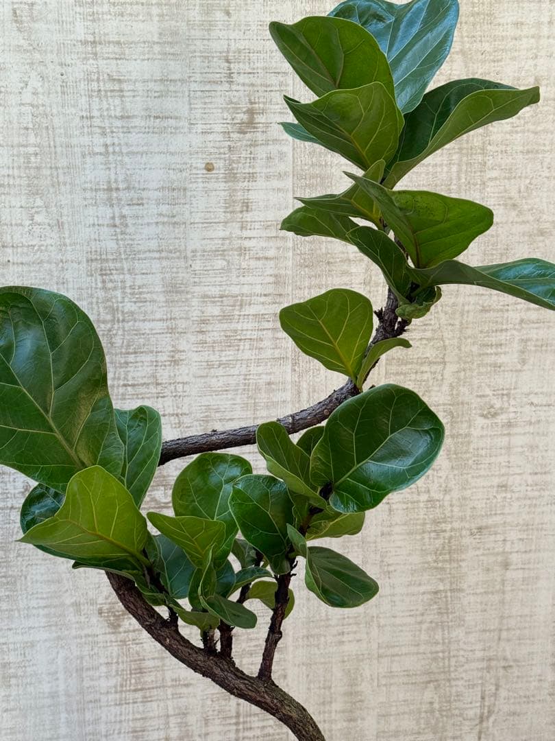 ☆ フィカス バンビーノ♪ 105cm 曲がり仕立て♪