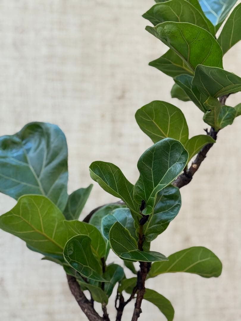 ☆ フィカス バンビーノ♪ 105cm 曲がり仕立て♪