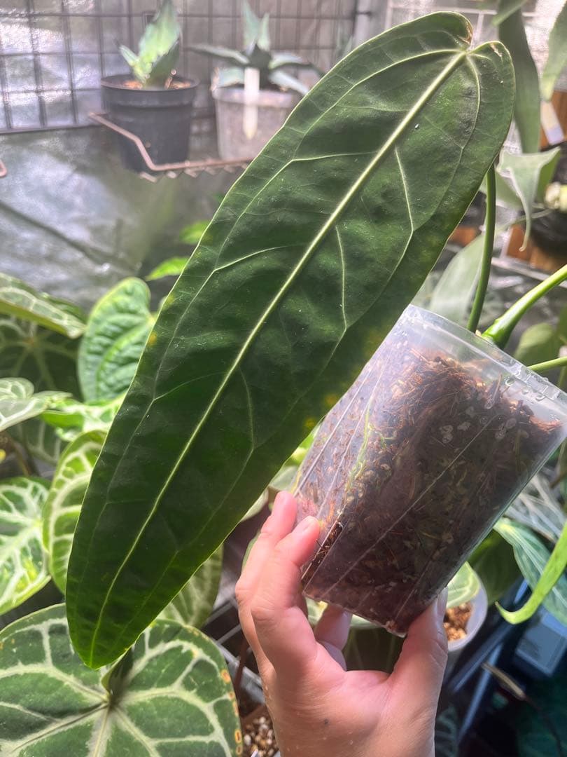Anthurium ワロクアナム ダークナローフォーム 抜き苗