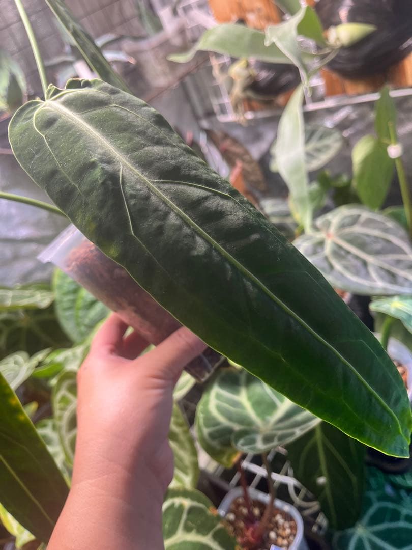 Anthurium ワロクアナム ダークナローフォーム 抜き苗