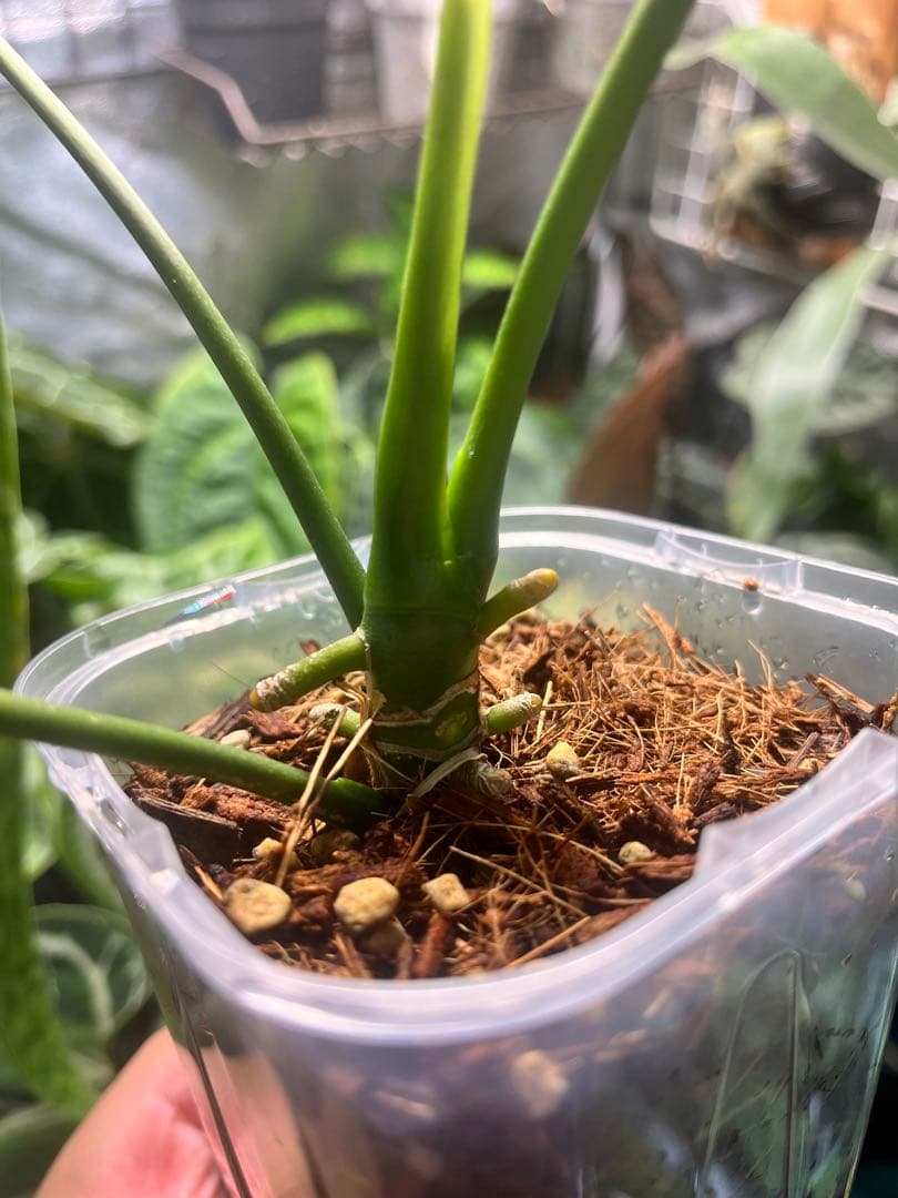 Anthurium ワロクアナム ダークナローフォーム 抜き苗