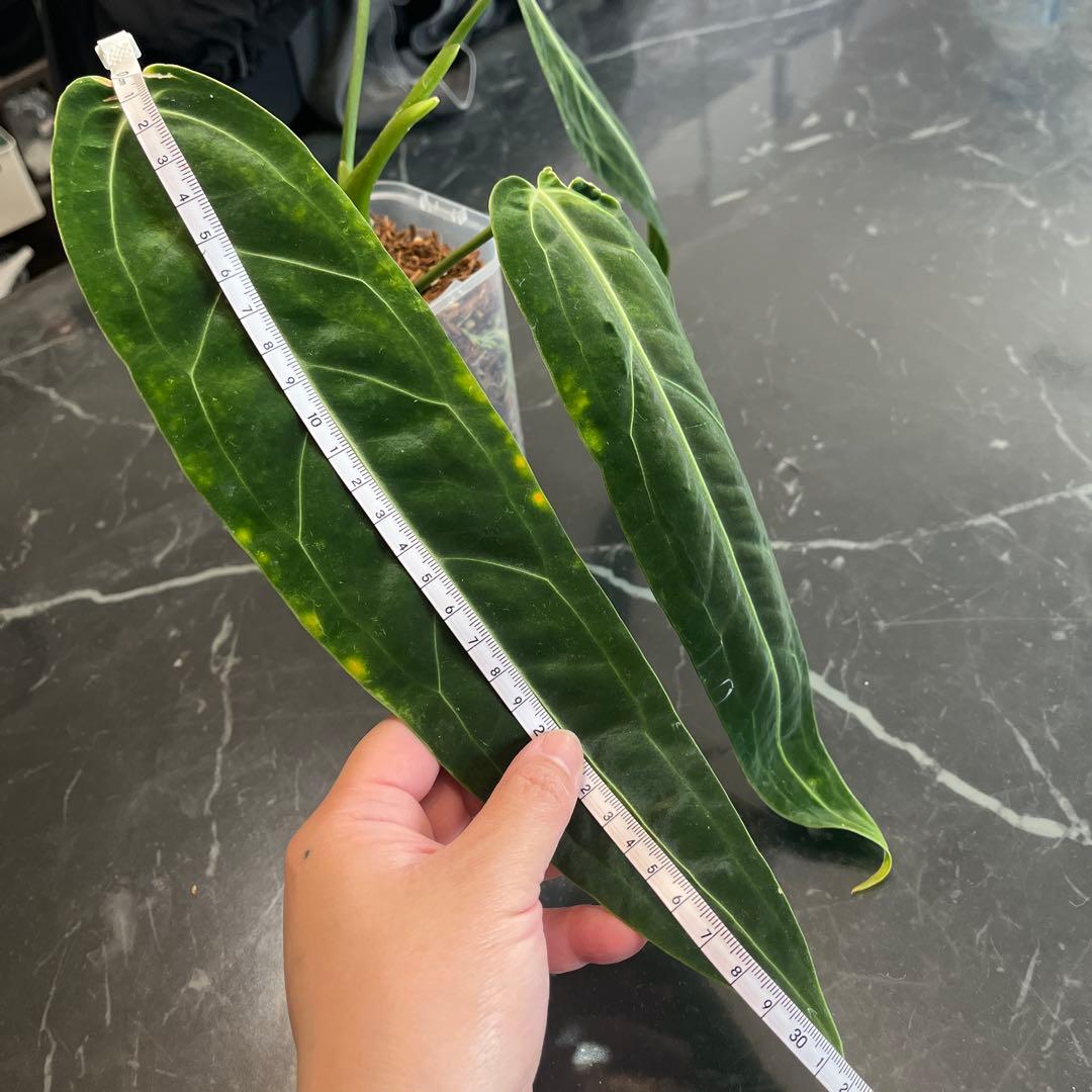 Anthurium ワロクアナム ダークナローフォーム 抜き苗