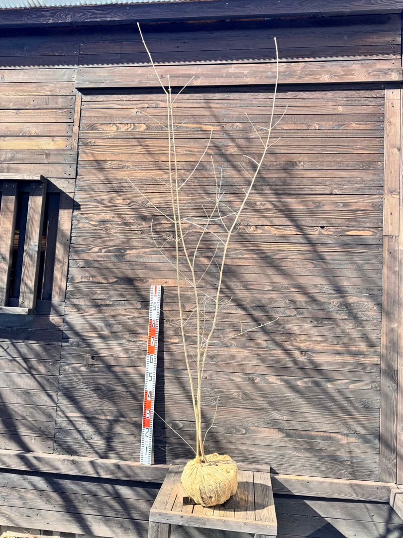 アオダモ/株立ち/自生山採り【現品発送】管理80017