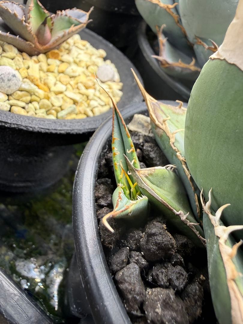 ★実生選抜★ アガベ オテロイ 管理番号No.3