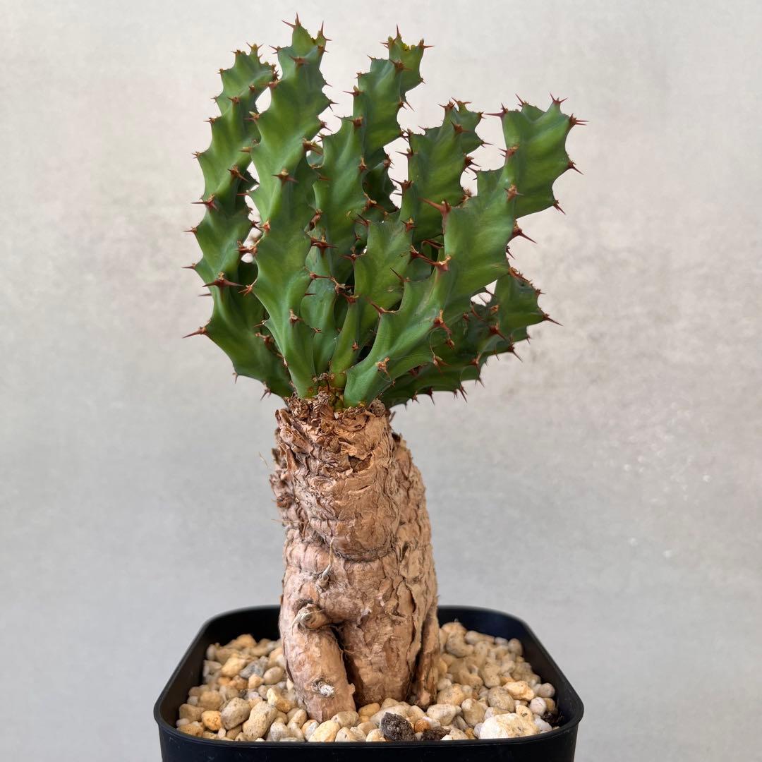 ユーフォルビア　クラビゲラ　現地球　Euphorbia clavigera