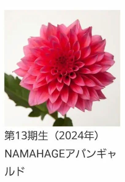 リコ NAMAHAGE MOMO & アバンギャルド ダリア 球根