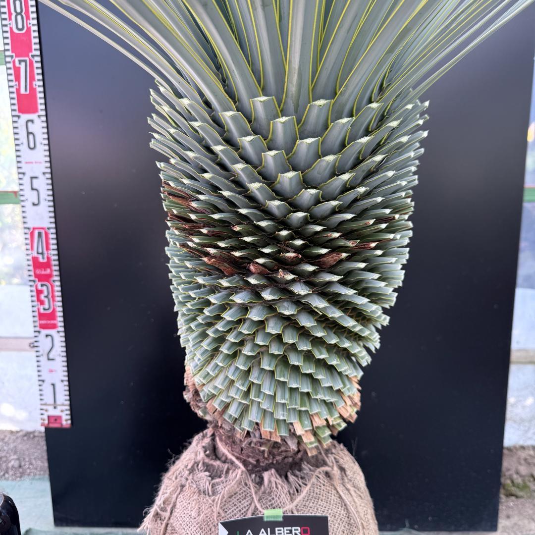 【AL1094】ユッカ　ロストラータ