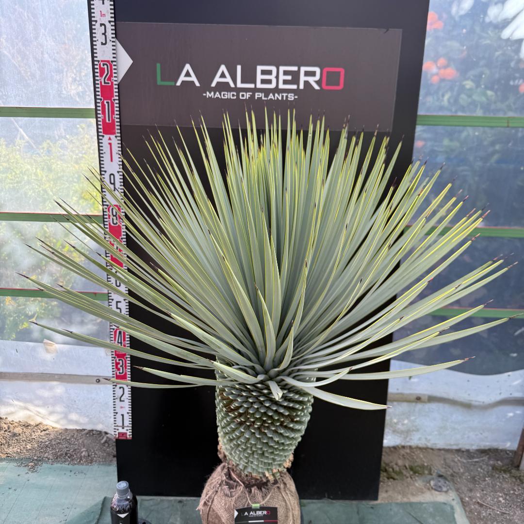 【AL1094】ユッカ　ロストラータ